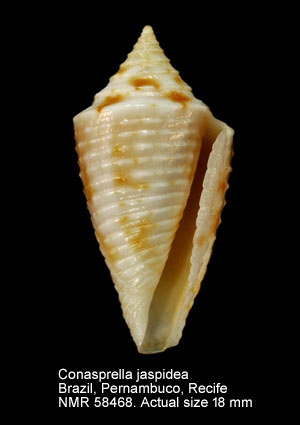 Conasprella jaspidea (2).jpg - Conasprella jaspidea(Gmelin,1791)